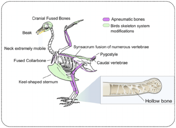 This image, from a research paper on how certain bone-related genes may have contributed to the origin of flight, highlights some of the skeletal adaptations birds possess which make flight possible.