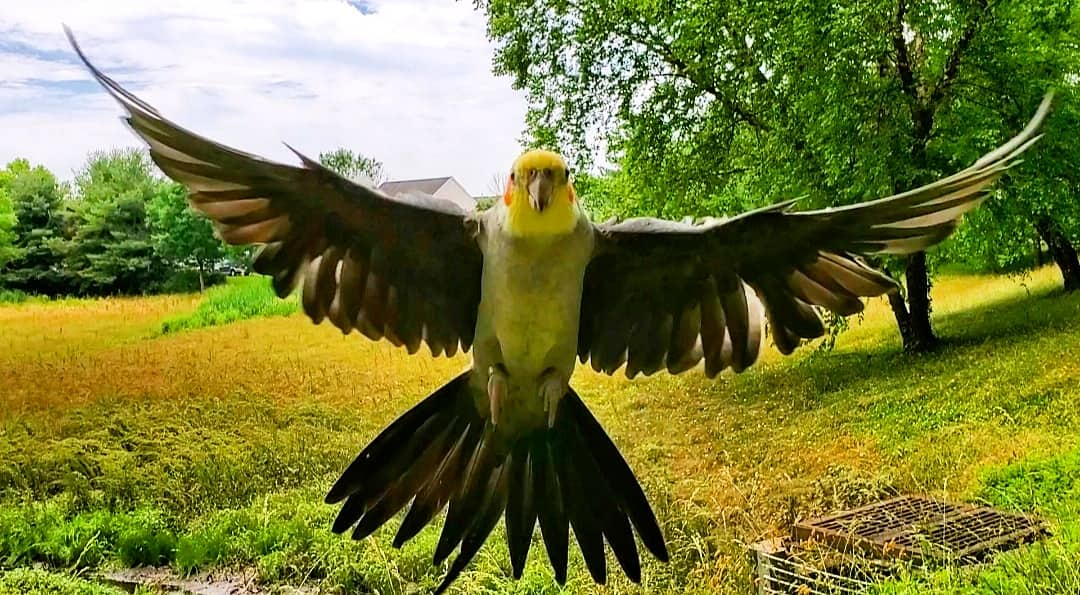 green parrots flying