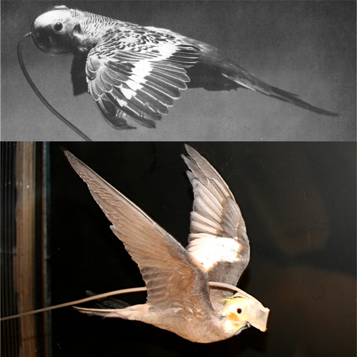 Budgerigars and cockatiels, shown here wearing special face masks to measure gas exchange, are common test subjects in studies of avian flight mechanics and metabolism. For the purposes of many experiments, they are trained to fly in wind tunnels so that scientists can gather reliable data under controlled conditions.