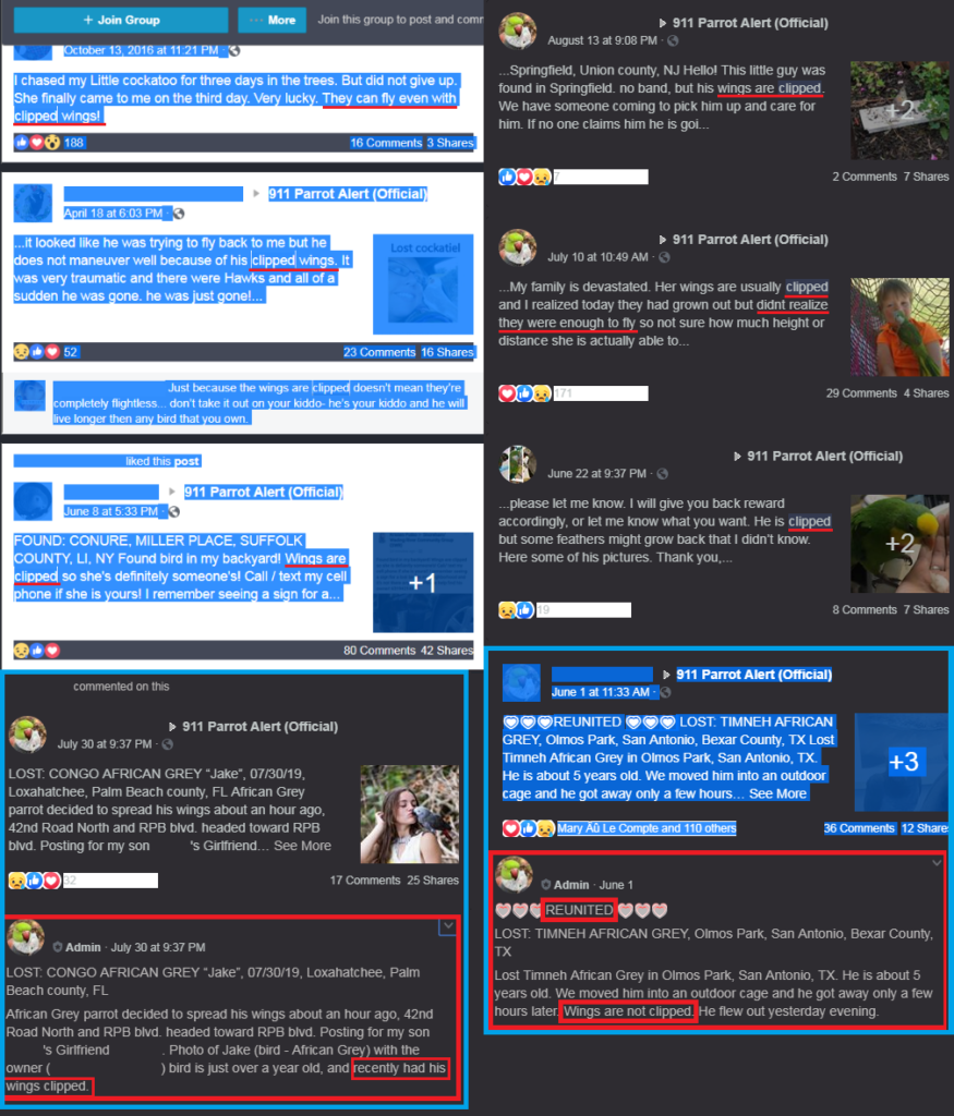 These are screenshots of two searches I did for the word "clipped" on the 911 Parrot Alert Facebook group, a group for posting lost and found pet birds. Browsing this group reveals that clipped birds most certainly can and do fly away.  It also reveals that the odds of recovering a fully flighted bird are much better than we may have traditionally been led to believe. 