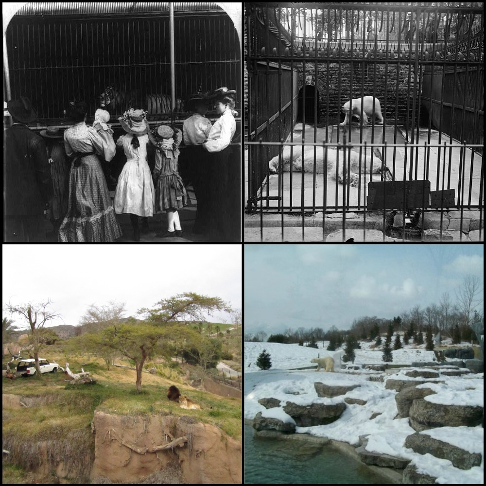 If you lived during the early 1900s and suggested that the cages pictured at top might have negative effects on the animals' psychological well-being, you probably would have been laughed at.  Likewise, some people today scoff at the idea that a bird suffers mental detriments when deprived of normal locomotion.  You will hear arguments supposedly couched in science that demand research proving birds need to fly (while providing no research proving that they don't).  It is not scientific, however, to argue that millions of years of evolution and biological adaptations are insignificant merely because accommodating flight is more work for people than trimming wings.