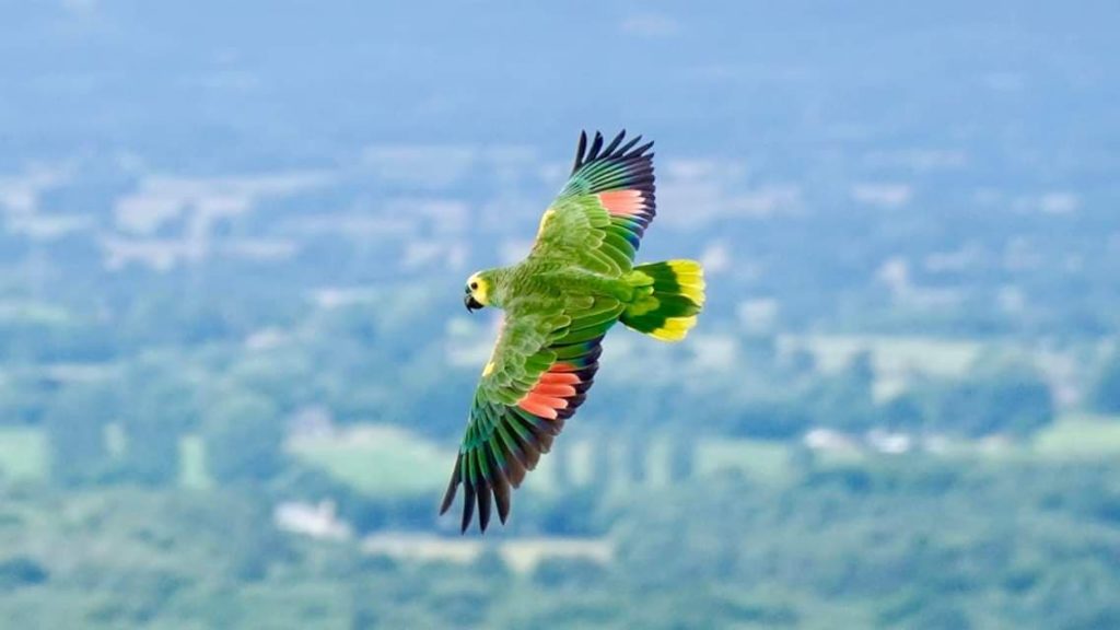 Is it time to clip Greg Bird's wings?