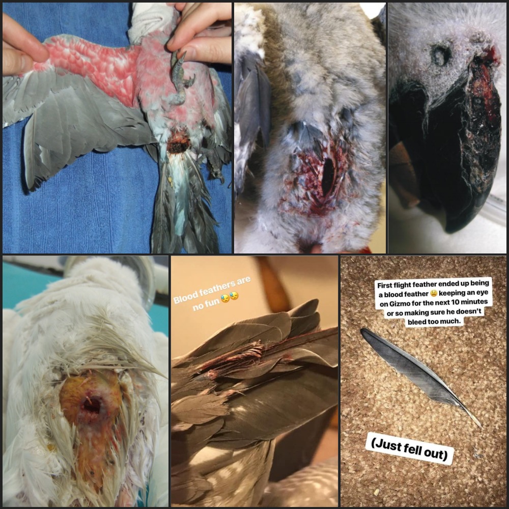 These are all examples of injuries caused by birds falling after having their wings severely "trimmed".