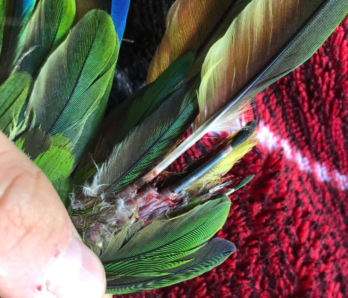 This image clearly illustrates how a bird's incipient flight feathers are exposed and unsupported due to wing trimming. In this case, one became damaged and began to bleed while the bird was flapping.