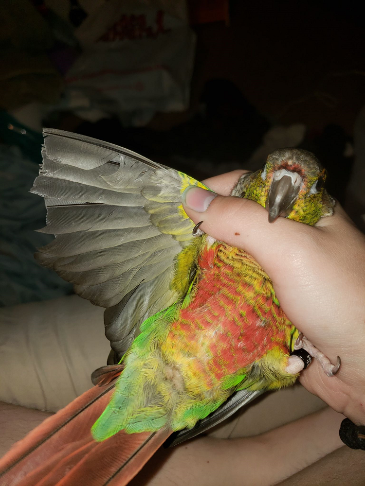 This conure has had six primaries on each wing conservatively clipped. The intention behind this partial clip was to make the bird "safer" while still allowing flight. This type of clip may seem like a winning compromise, but it serves as a disadvantage to the bird in situations where it would need optimal flight the most.