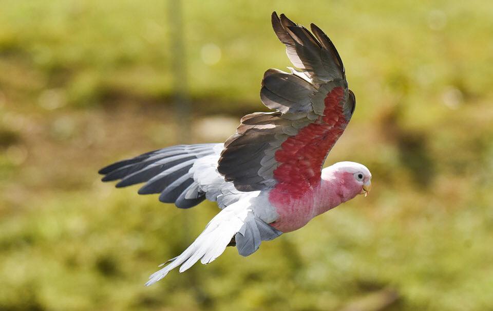 This galah is still growing in flight feathers two years after having its wings clipped.