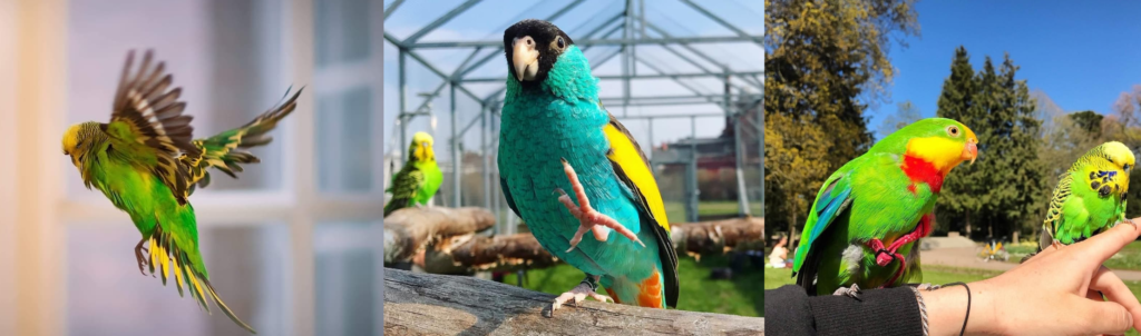 Indoor flight, aviary flight, and harness training allow us to embrace flight and enrich our birds' lives instead of clipping/trimming their wings.