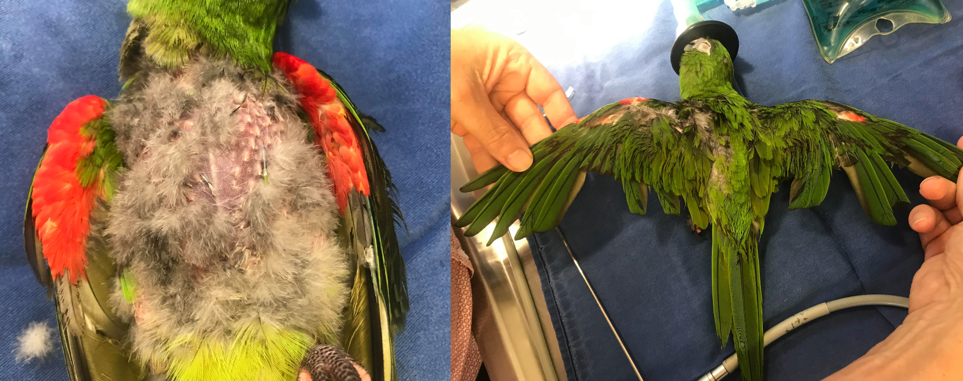 This bird's avian vet believes that the trimming of wings, along with a lack of enrichment, played a significant role in the development of his feather destructive behaviour (in this case the barbering and snapping of feathers).  An update on the same bird appears immediately below.