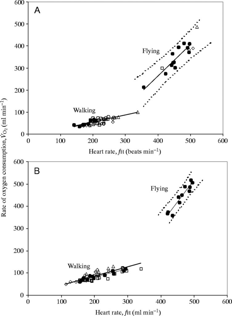 These graphs compare heart rate and oxygen consumption when a bird walks to when a bird flies.  It is clear which (flight) provides more of a cardio workout.