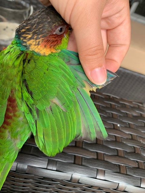 Any kind of wing trim interferes with a bird's flight skills.  The extent to which it interferes may not be apparent to the untrained eye, but if the bird gets outside, a predator will have an advantage and the bird will have a handicap.