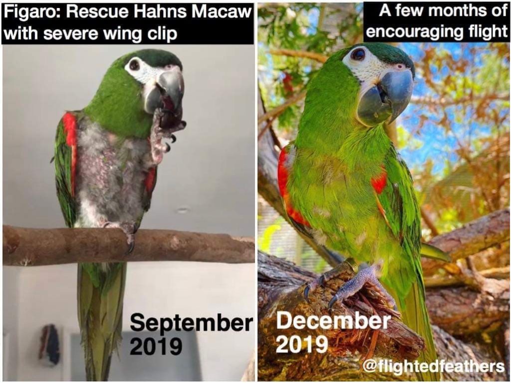 This Hahn's macaw had plucked his chest bald, but after a few months of encouraging flight, he has allowed all of them to grow in. Flight was not the only factor, but it was a big one.