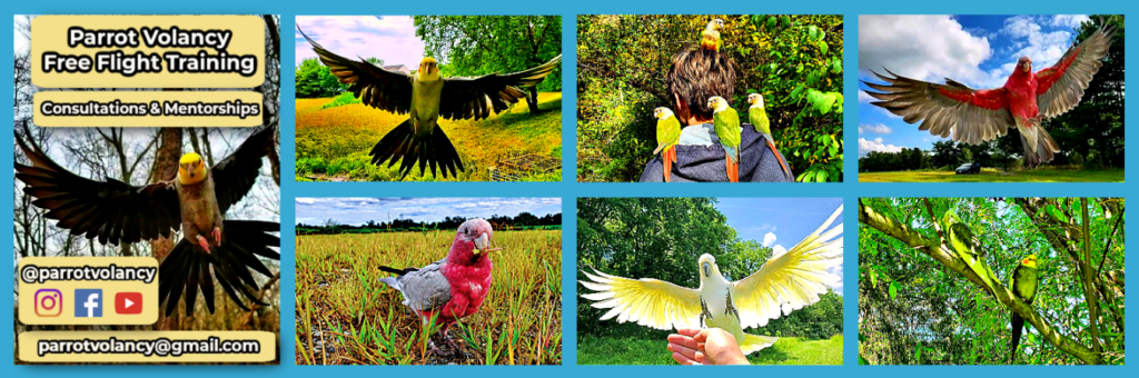 For free flight consultations and mentorships, e-mail parrotvolancy@gmail.com.
