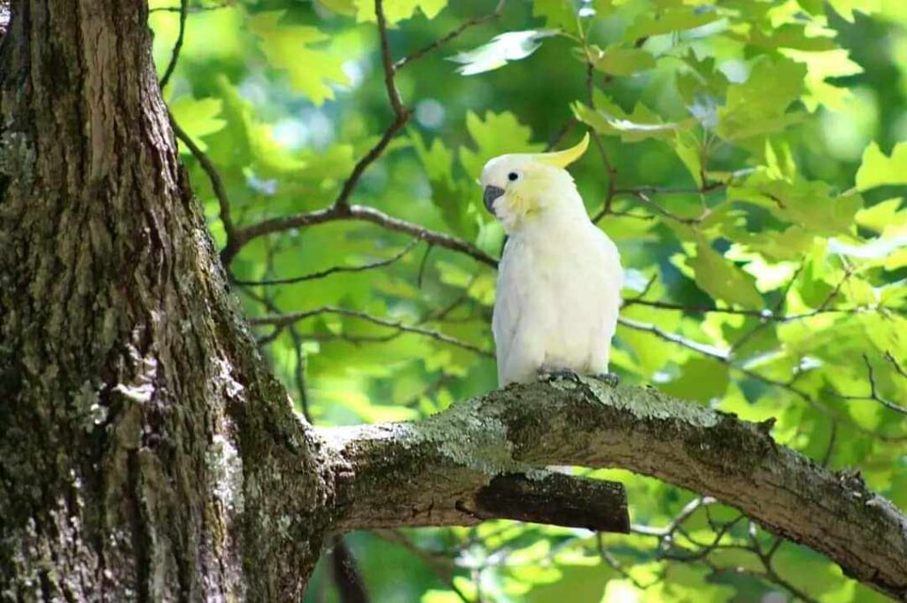 Havoc the free-flying cockatoo relaxes in a tree.