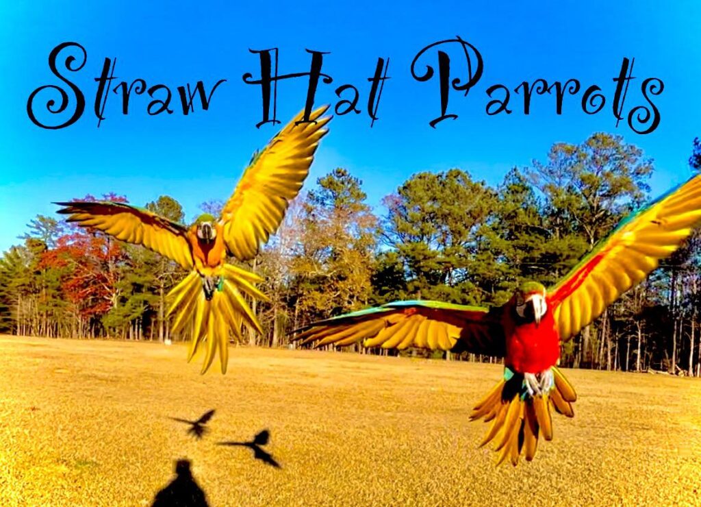 Straw Hat Parrots is a fantastic parrot rescue that believes in free flight. Not only have I been there in person, my own rescue cockatoo, Havoc, whom I trained for free flight, is a permanent resident because I can trust them to give him the best care possible.